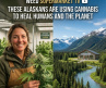 These Alaskans are using cannabis to heal humans and the planet | INDIE ALASKA